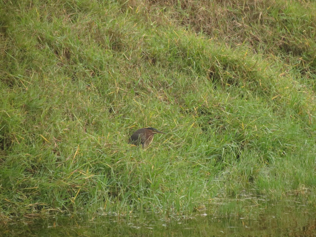 Green Heron - ML179668881