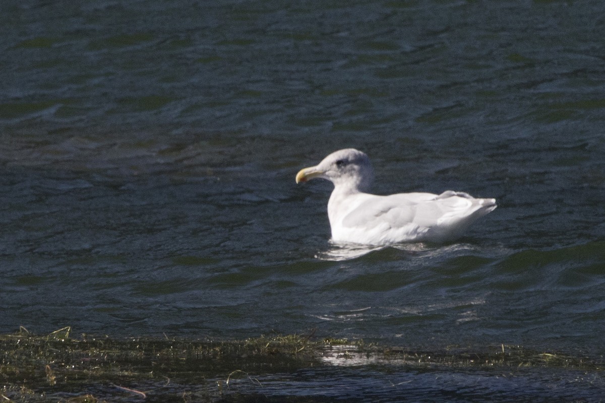 Glaucous-winged Gull - ML179669031