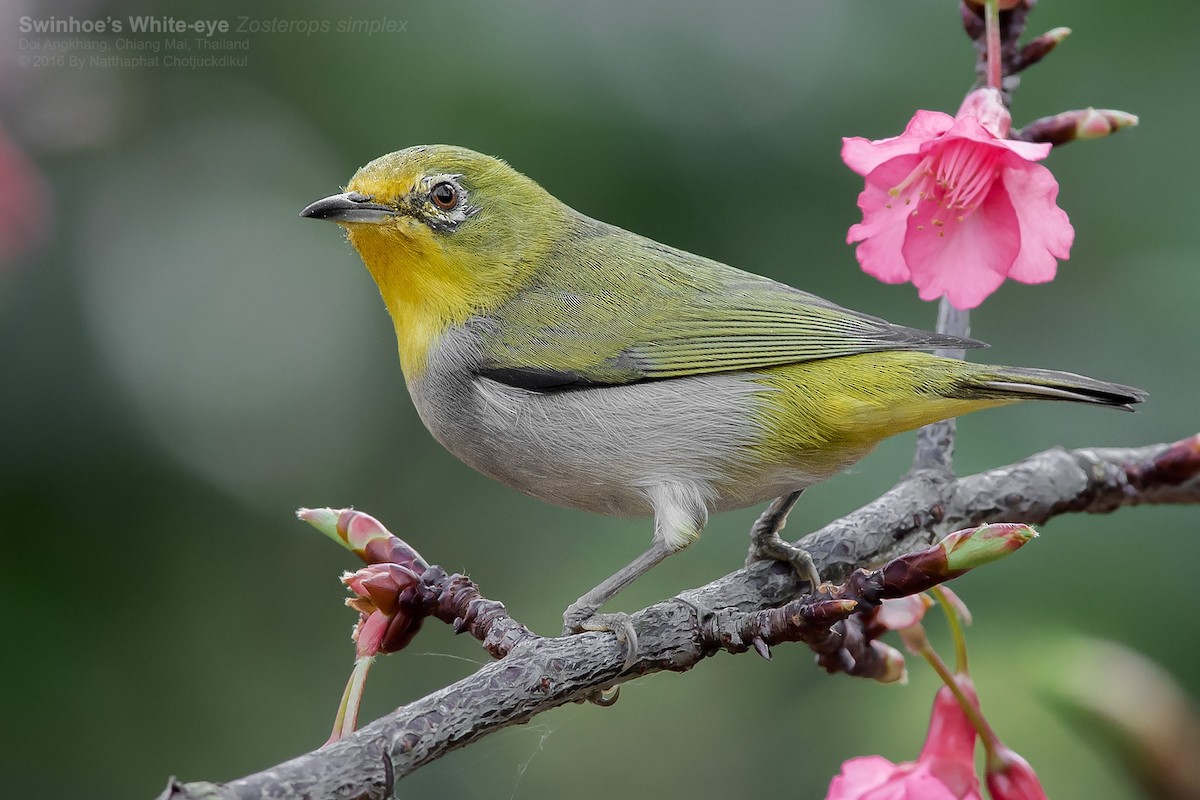 Swinhoe's White-eye - Natthaphat Chotjuckdikul