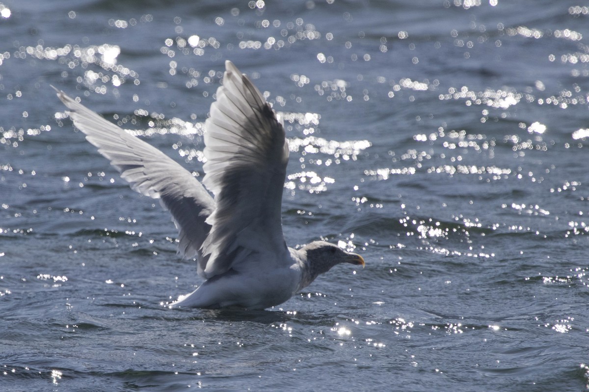 Glaucous-winged Gull - ML179669511
