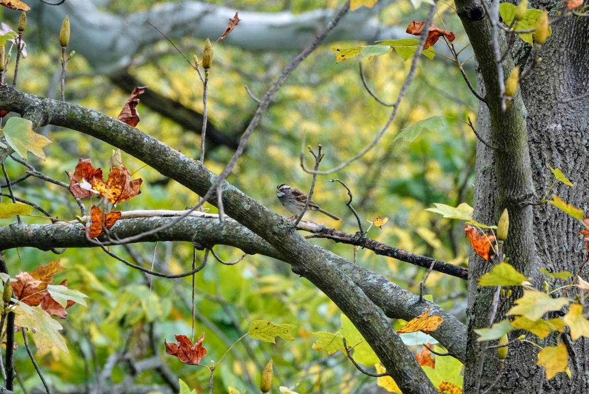 White-throated Sparrow - Stephanie Scott
