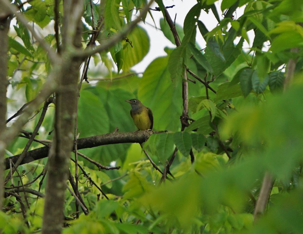 Connecticut Warbler - ML179671641