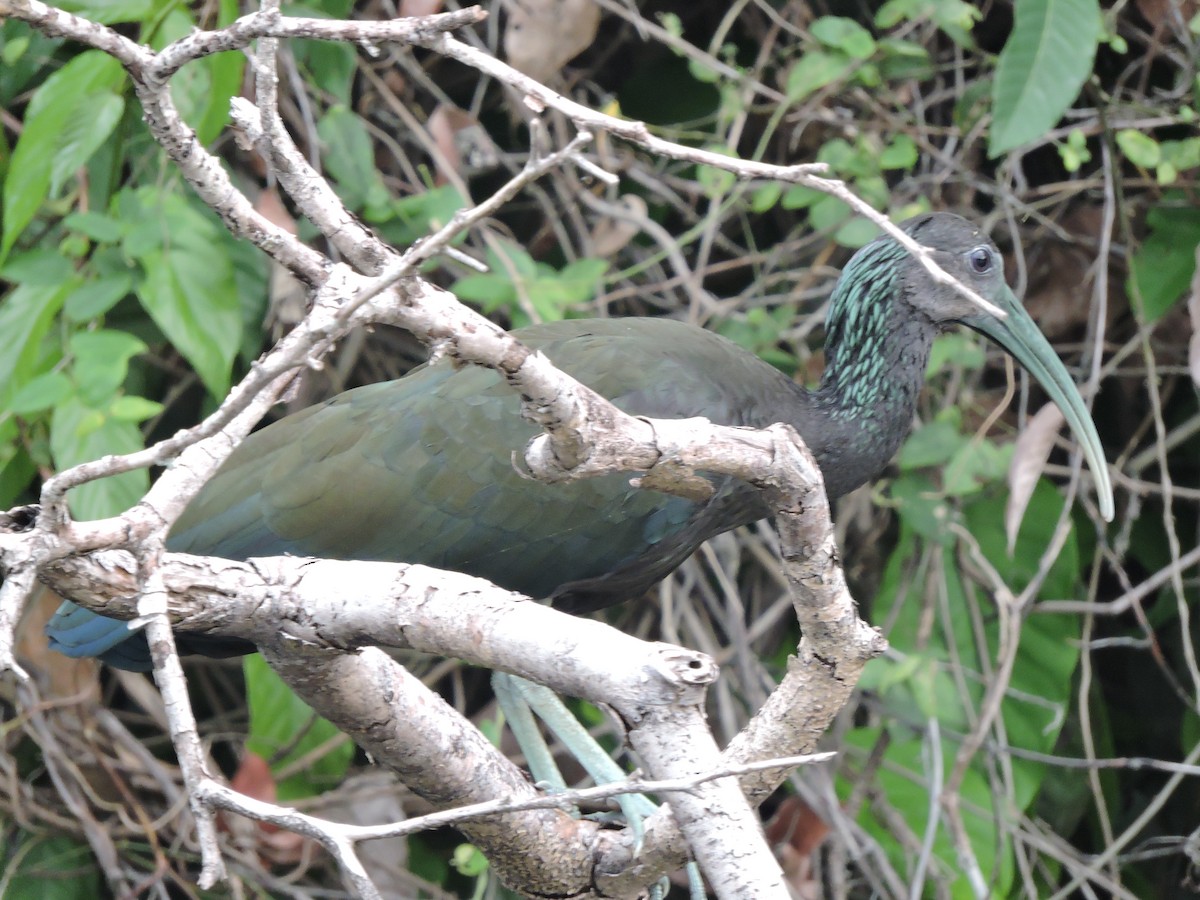 Green Ibis - ML179671991