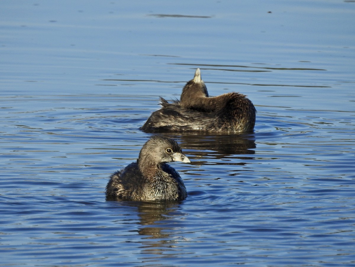 Pied-billed Grebe - ML179673461