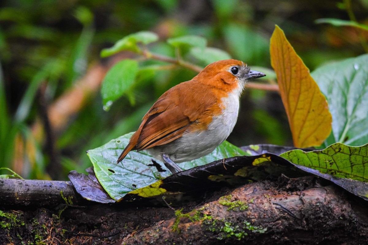 White-bellied Antpitta - Austin Bell