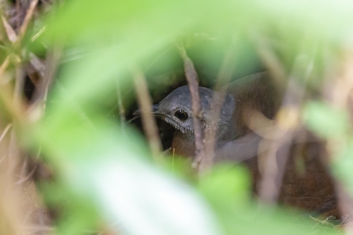 Little Tinamou - Gabriel Bonfa