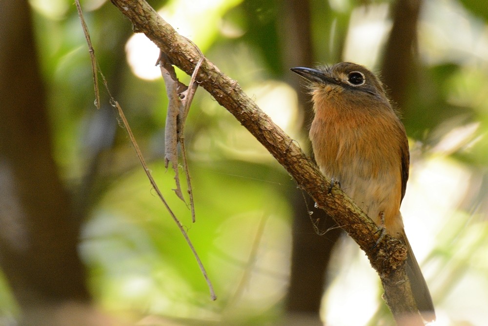 Rusty-breasted Nunlet - ML179674881