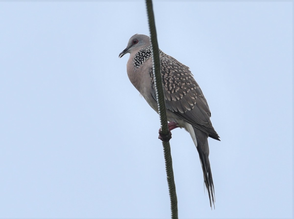 Spotted Dove - ML179675241