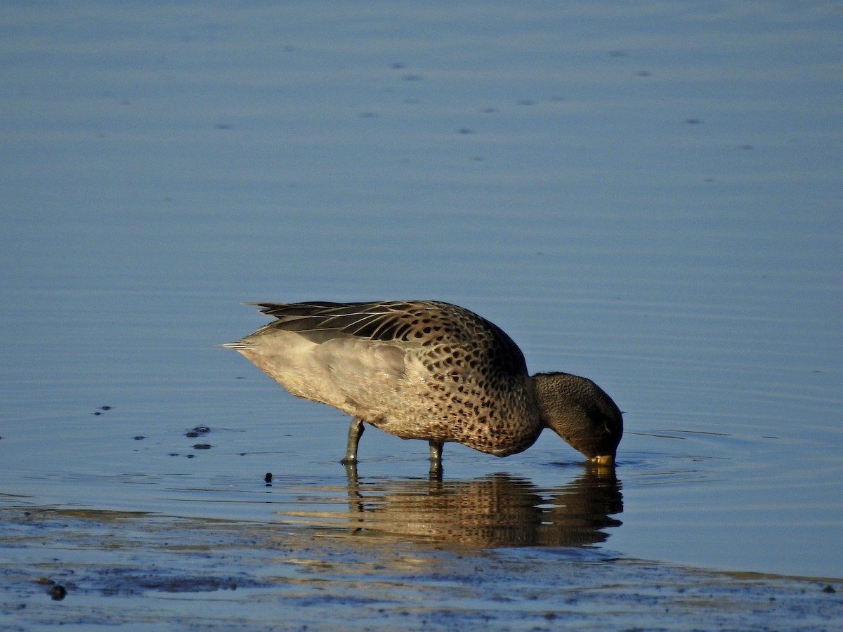 Yellow-billed Teal - ML179675451