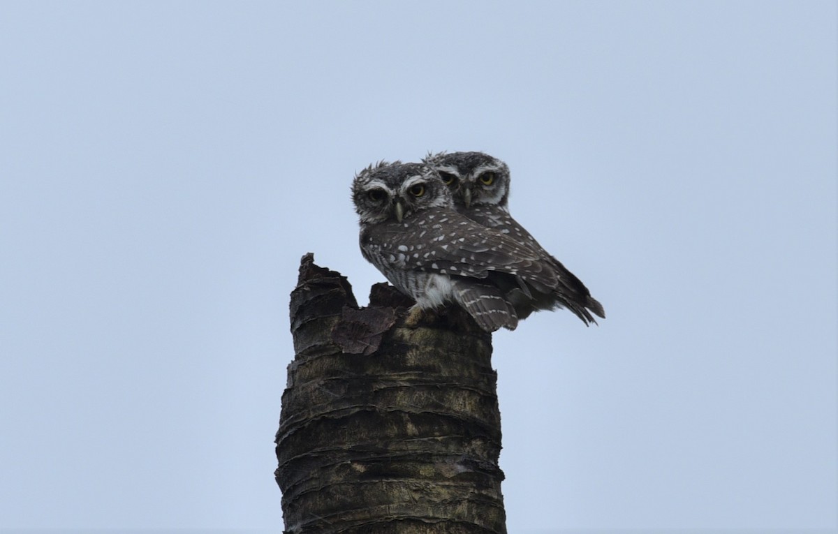 Spotted Owlet - Sajeev Krishnan