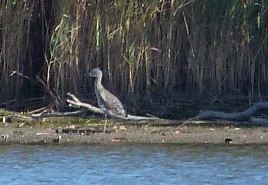 Yellow-crowned Night Heron - ML179676391