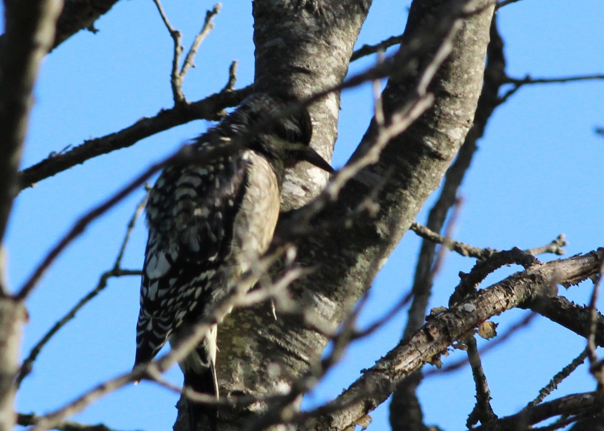 Yellow-bellied Sapsucker - ML179676771