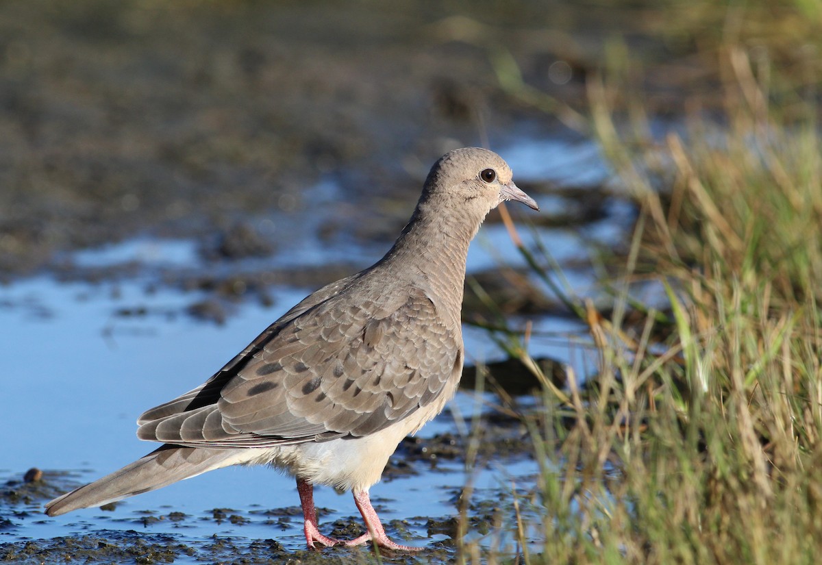 Mourning Dove - ML179676781