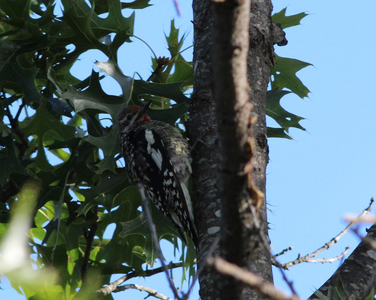 Yellow-bellied Sapsucker - ML179676791