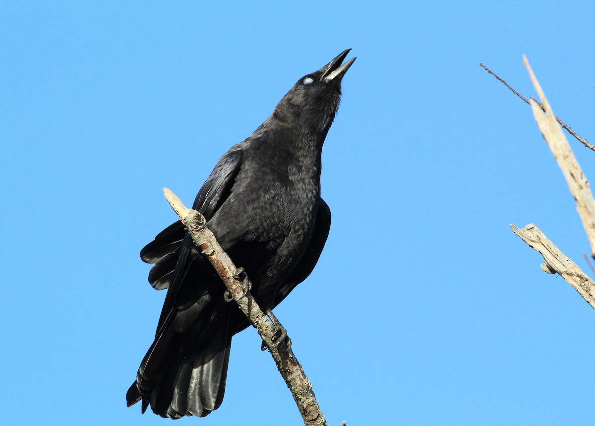 American Crow - Lily Morello