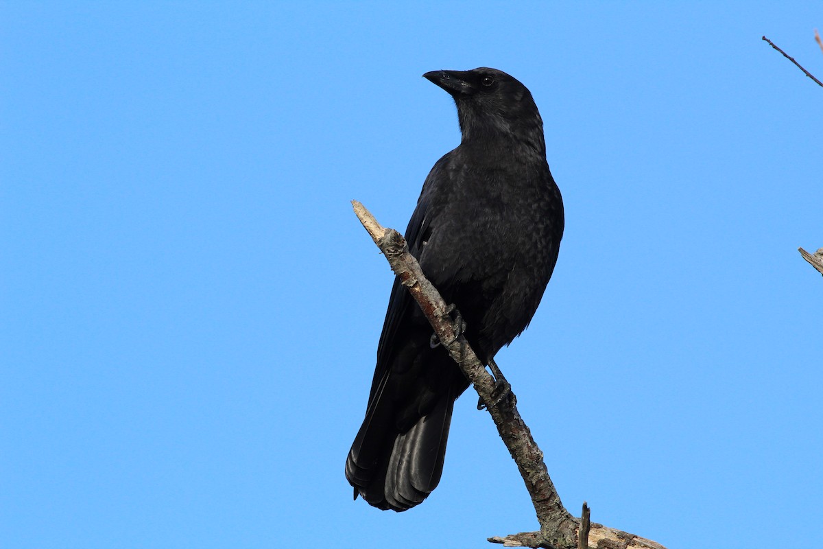 American Crow - ML179676881