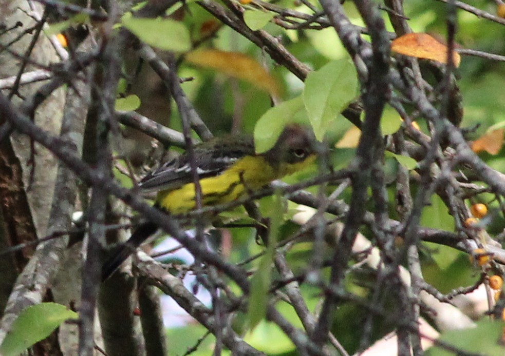 Magnolia Warbler - ML179677061