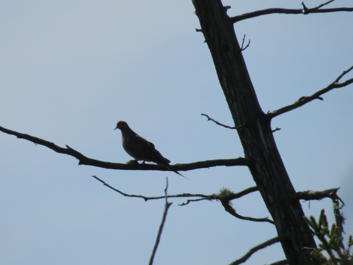 Mourning Dove - ML179677321