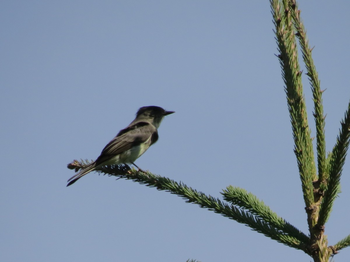 Eastern Phoebe - ML179677401
