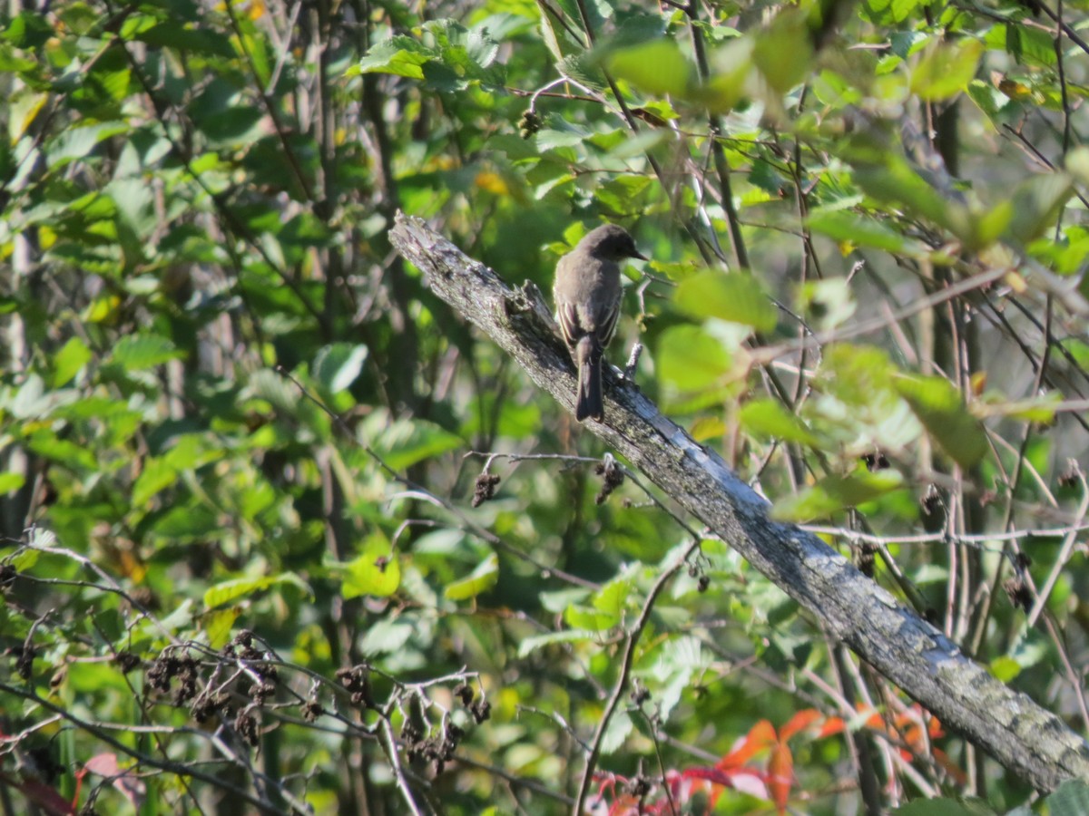 Eastern Phoebe - ML179677551
