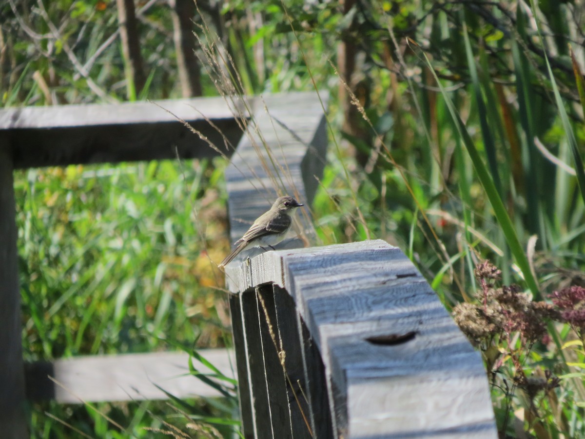 Eastern Phoebe - ML179677561