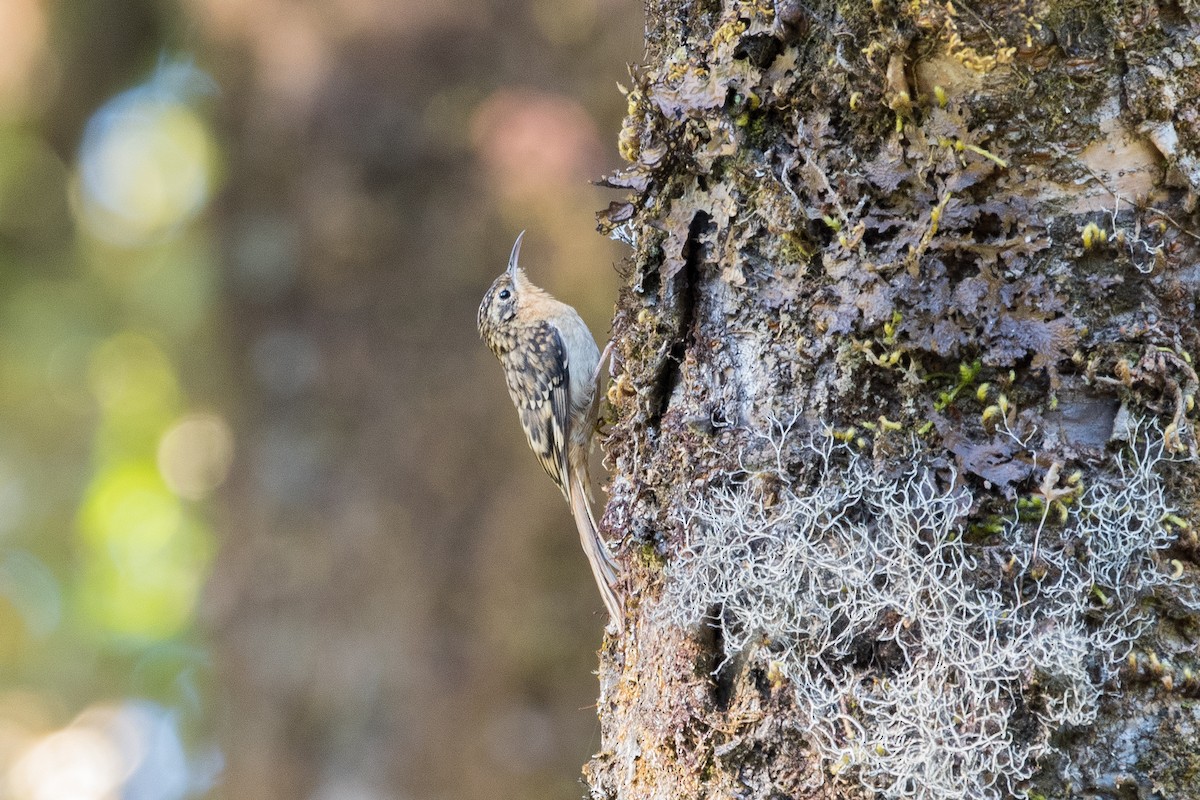 Hume's Treecreeper - Jerold Tan