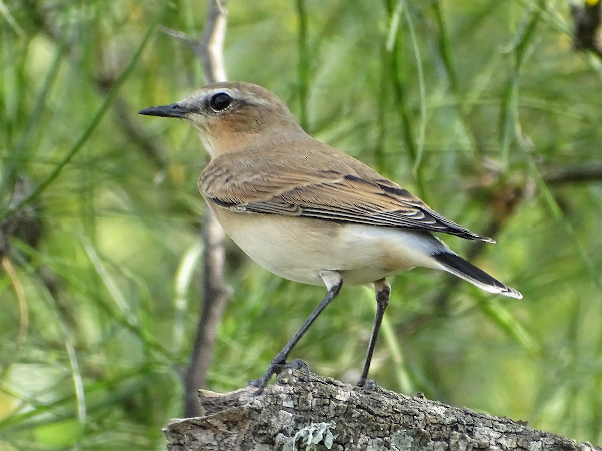 Northern Wheatear - Anita Meagher