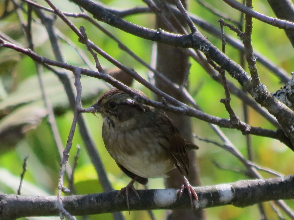 Savannah Sparrow - ML179677851