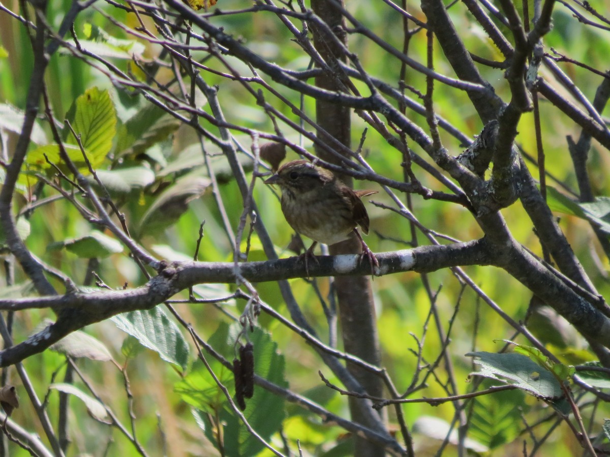 Savannah Sparrow - ML179677861