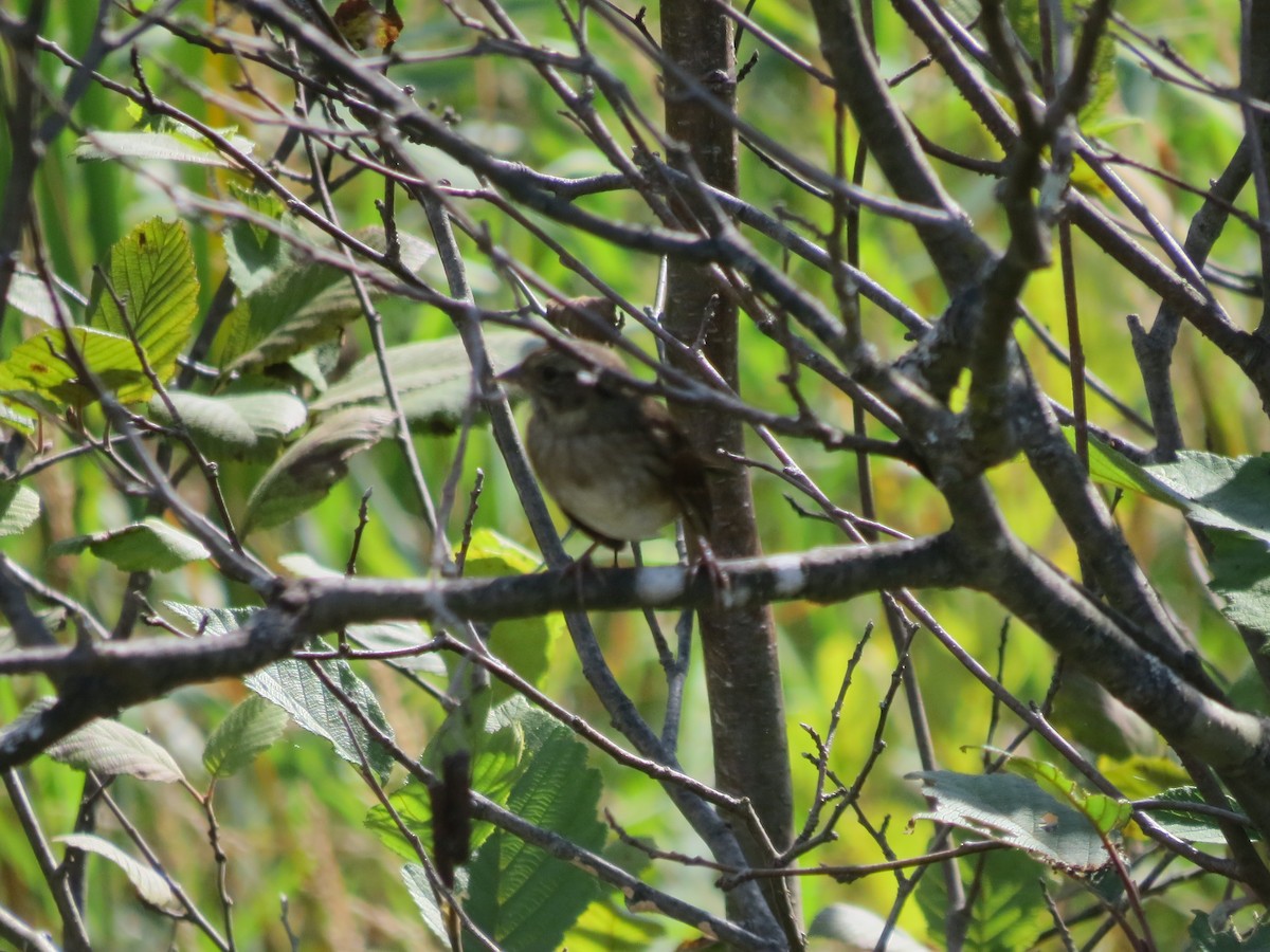 Savannah Sparrow - ML179677881