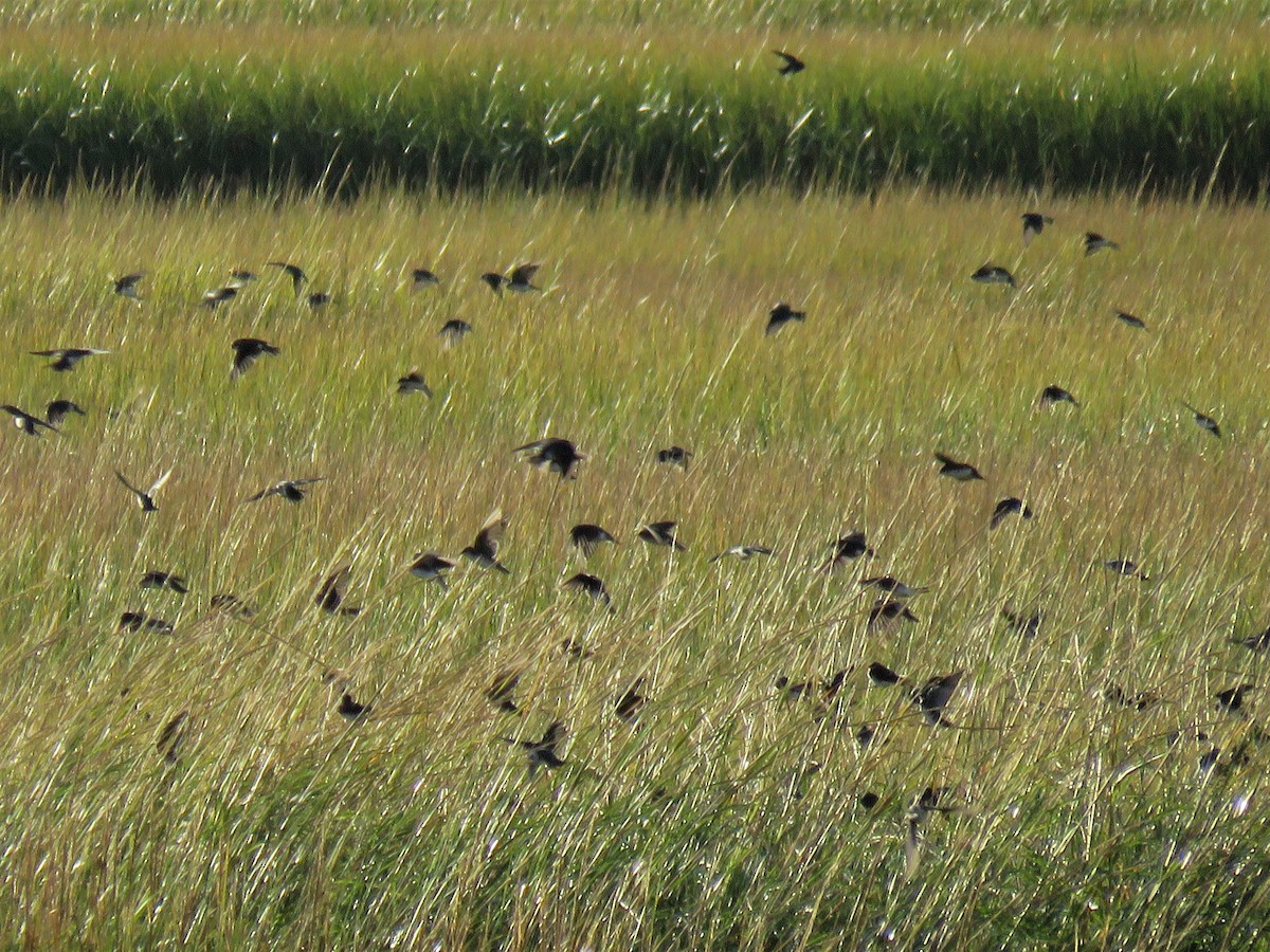 Tree Swallow - ML179677921