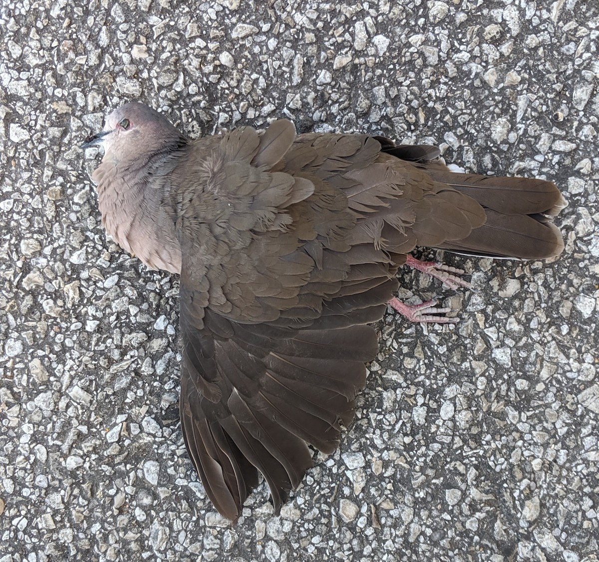 White-tipped Dove - Keith Bartels