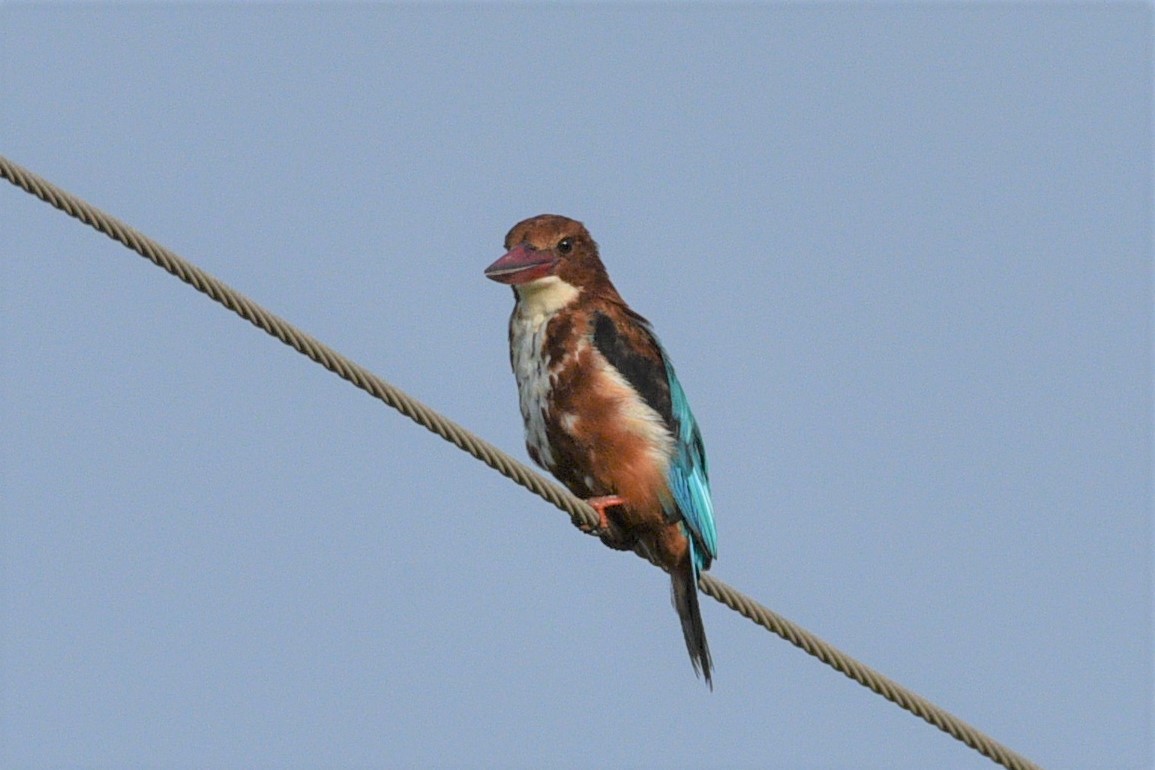 White-throated Kingfisher - ML179682601