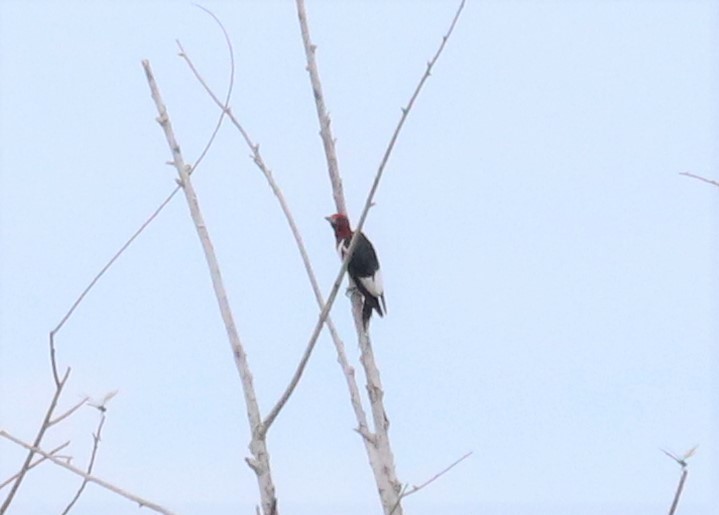 Red-headed Woodpecker - ML179683581