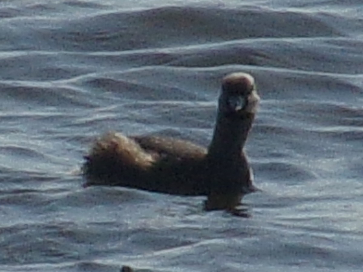 Pied-billed Grebe - ML179685051