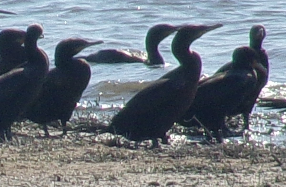 Neotropic Cormorant - ML179685451