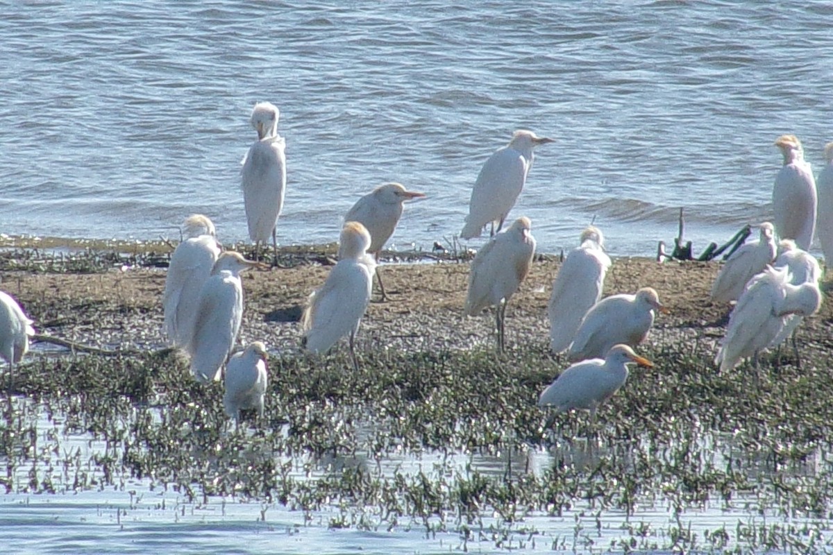 Western Cattle Egret - ML179685891