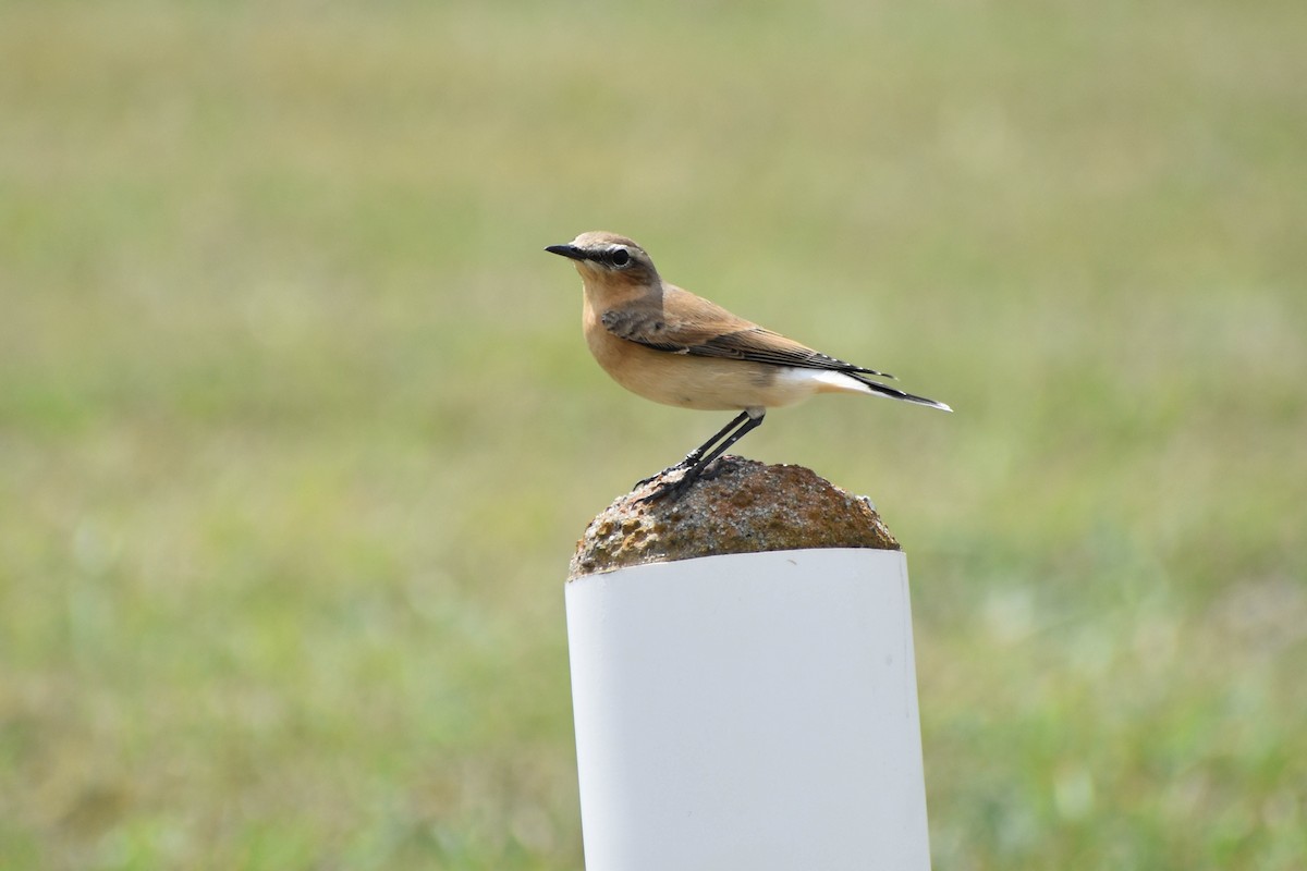 Northern Wheatear - ML179686011