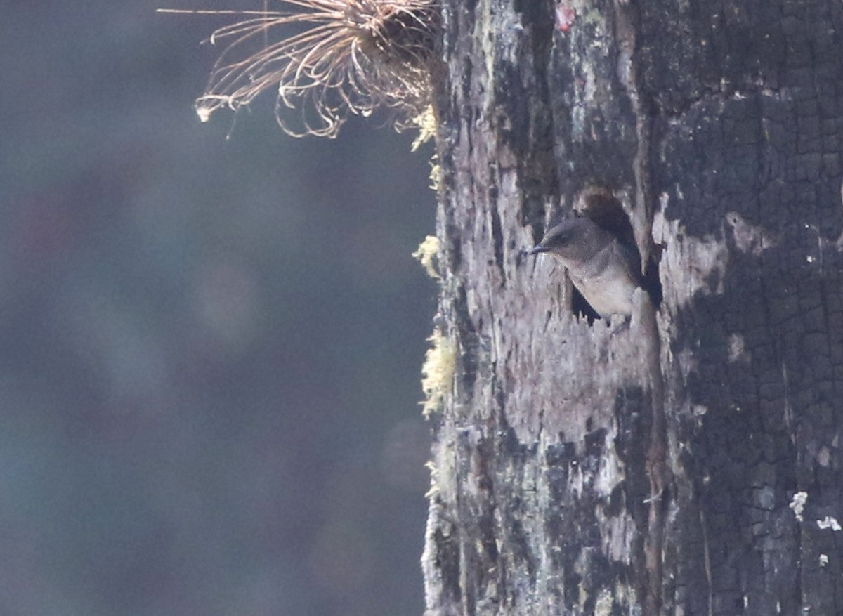 Gray-breasted Martin - ML179686221