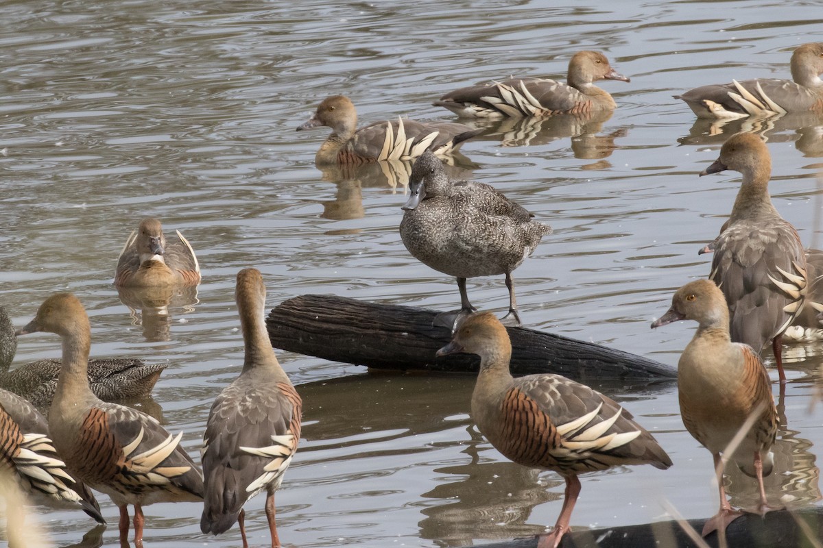 Freckled Duck - John Kendall