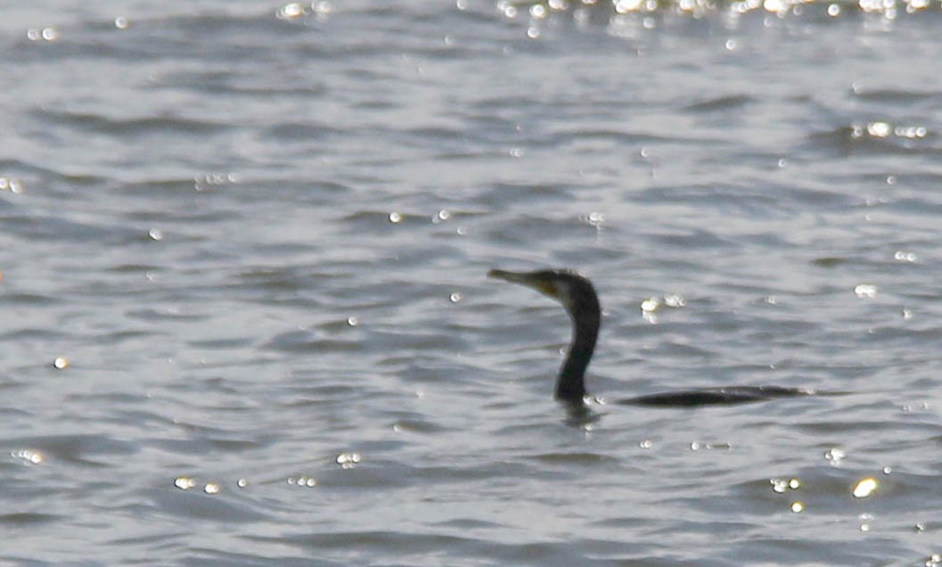 Great Cormorant - ML179688931