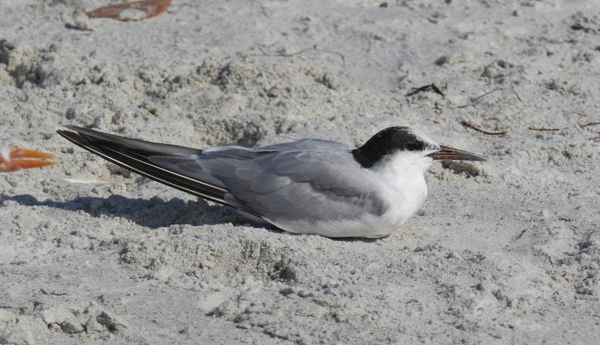 Common Tern - ML179689591