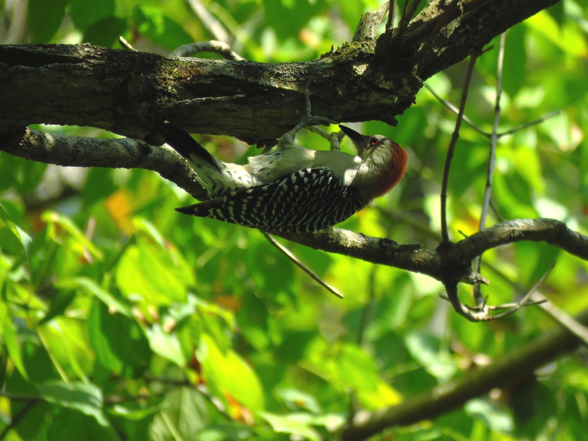 Red-bellied Woodpecker - ML179689681