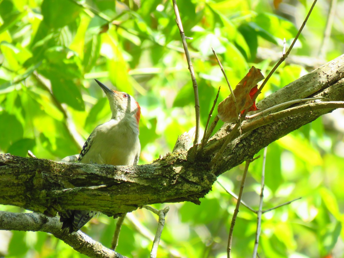 Red-bellied Woodpecker - ML179689831