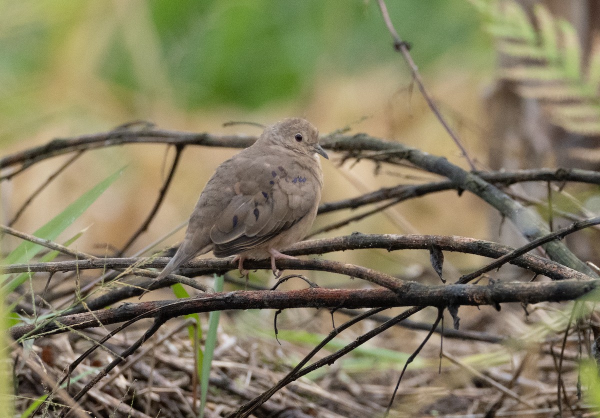 Plain-breasted Ground Dove - Alex Luna