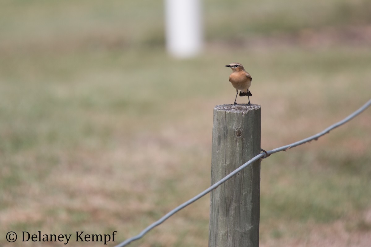 Northern Wheatear - ML179690311