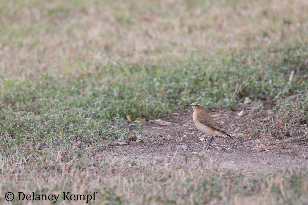 Northern Wheatear - ML179690321