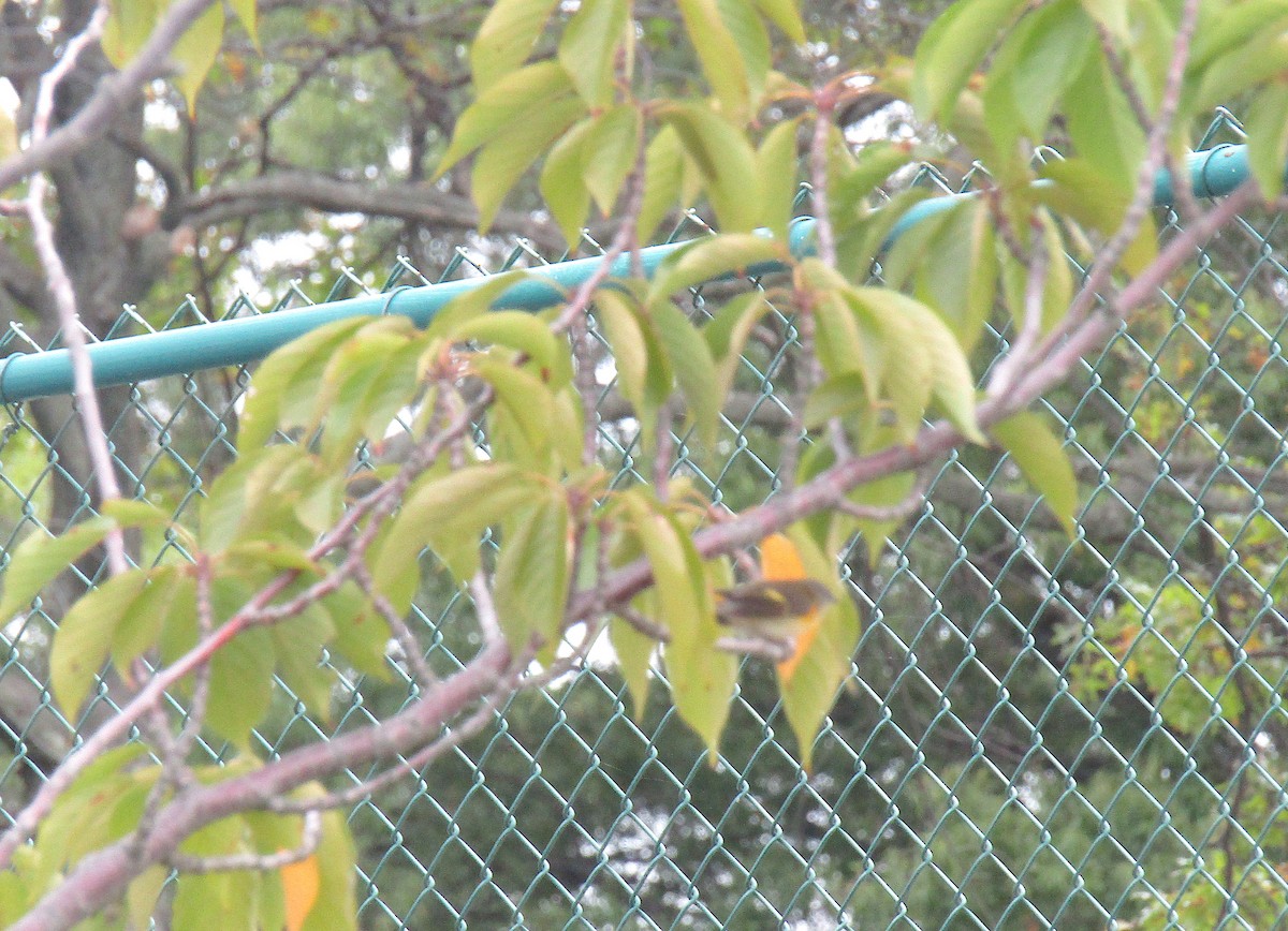 American Redstart - ML179690771