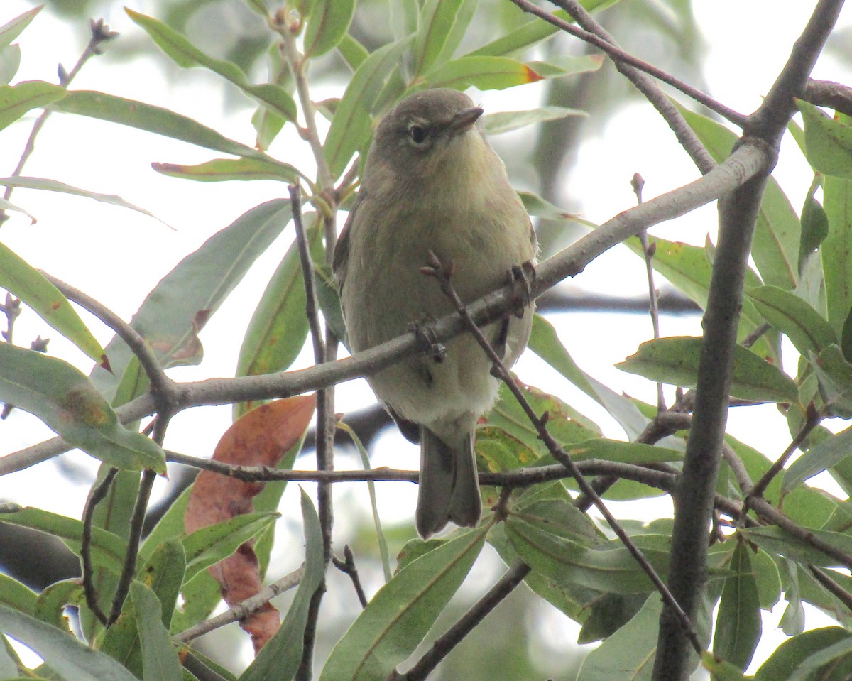 Pine Warbler - ML179690841