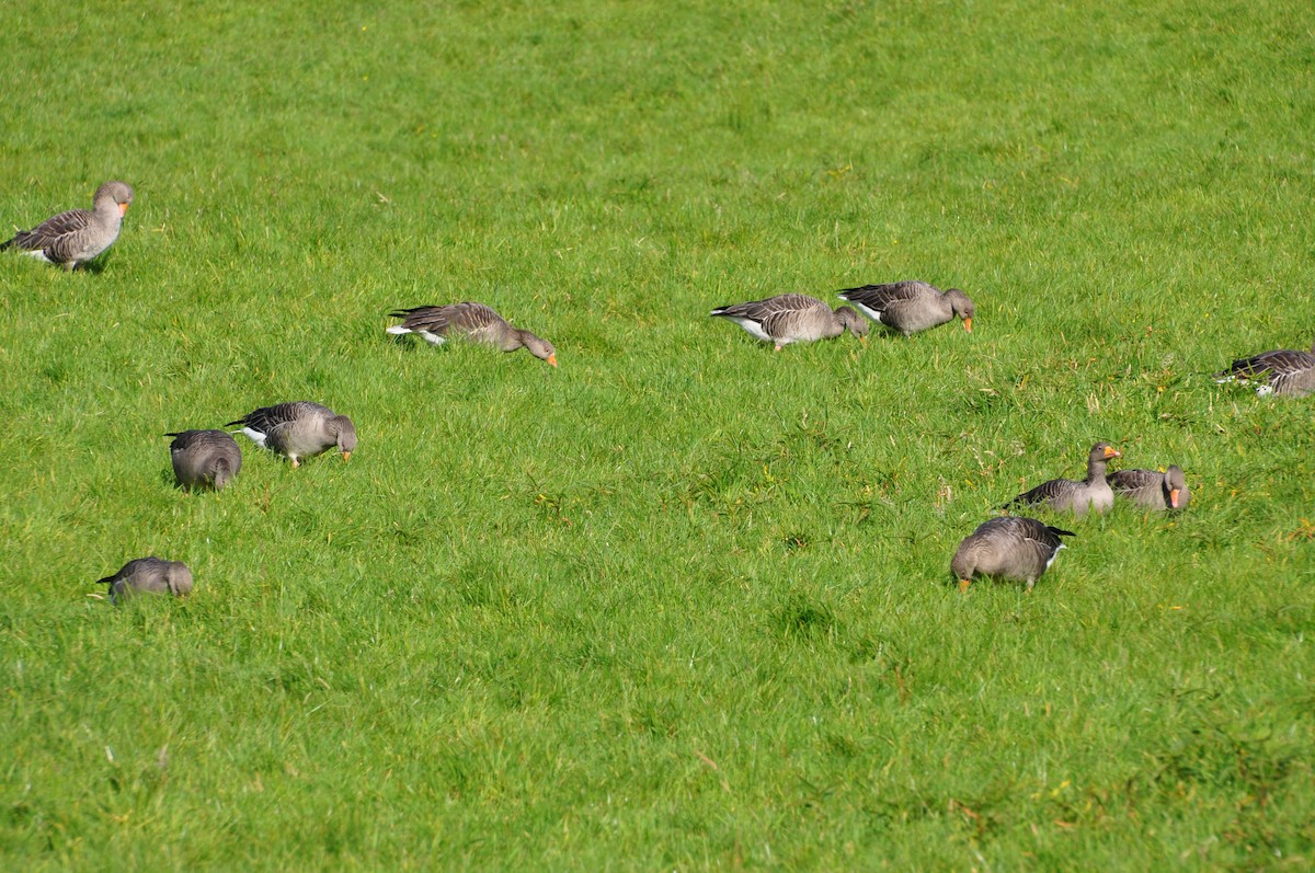 Graylag Goose (European) - ML179691101